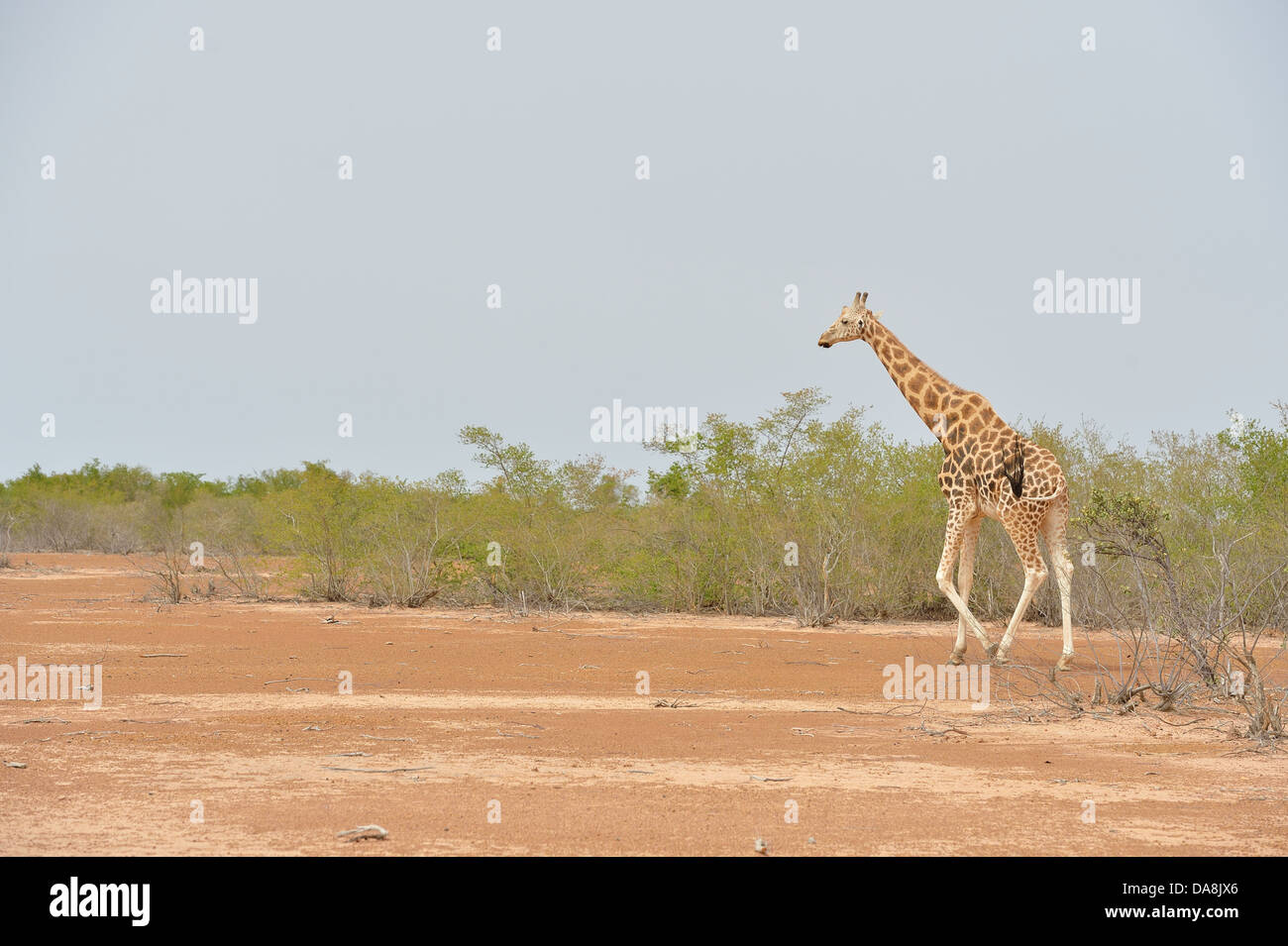 Girafe d'Afrique de l'Ouest - Niger - Girafe Girafe (Giraffa camelopardalis peralta) hommes marcher près de Niamey au Niger - Koure Banque D'Images