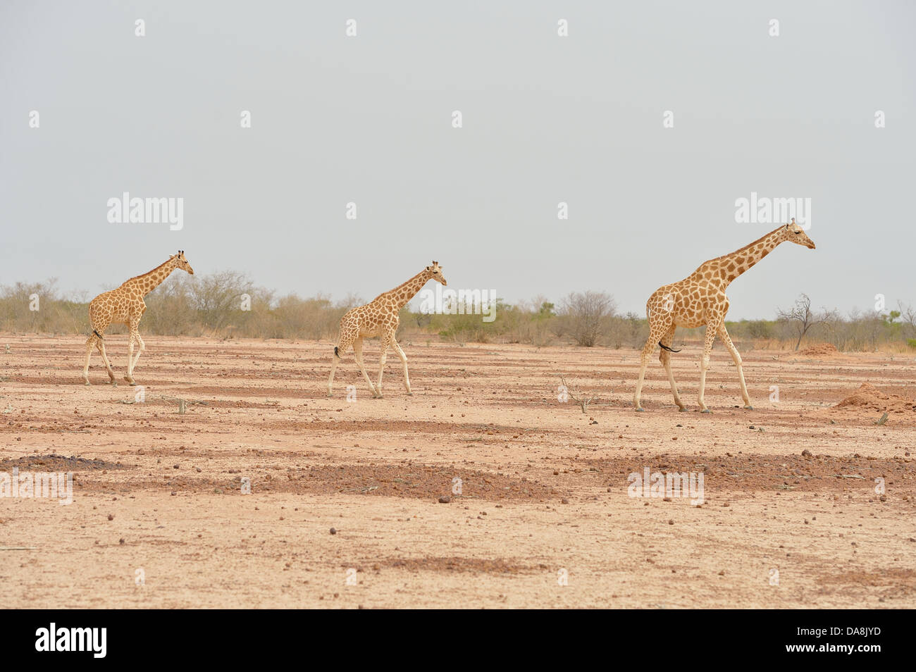 Girafe d'Afrique de l'Ouest - Niger - Girafe Girafe (Giraffa camelopardalis peralta) groupe déménagement dans une région aride - Niger Banque D'Images