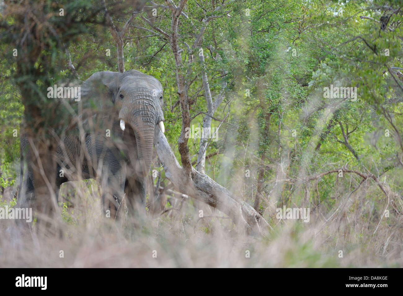 Bush de l'Afrique de l'Ouest - l'éléphant l'éléphant de savane - Bush elephant (Loxodonta africana) se nourrissent de feuilles et branches NP de la Pendjari Banque D'Images