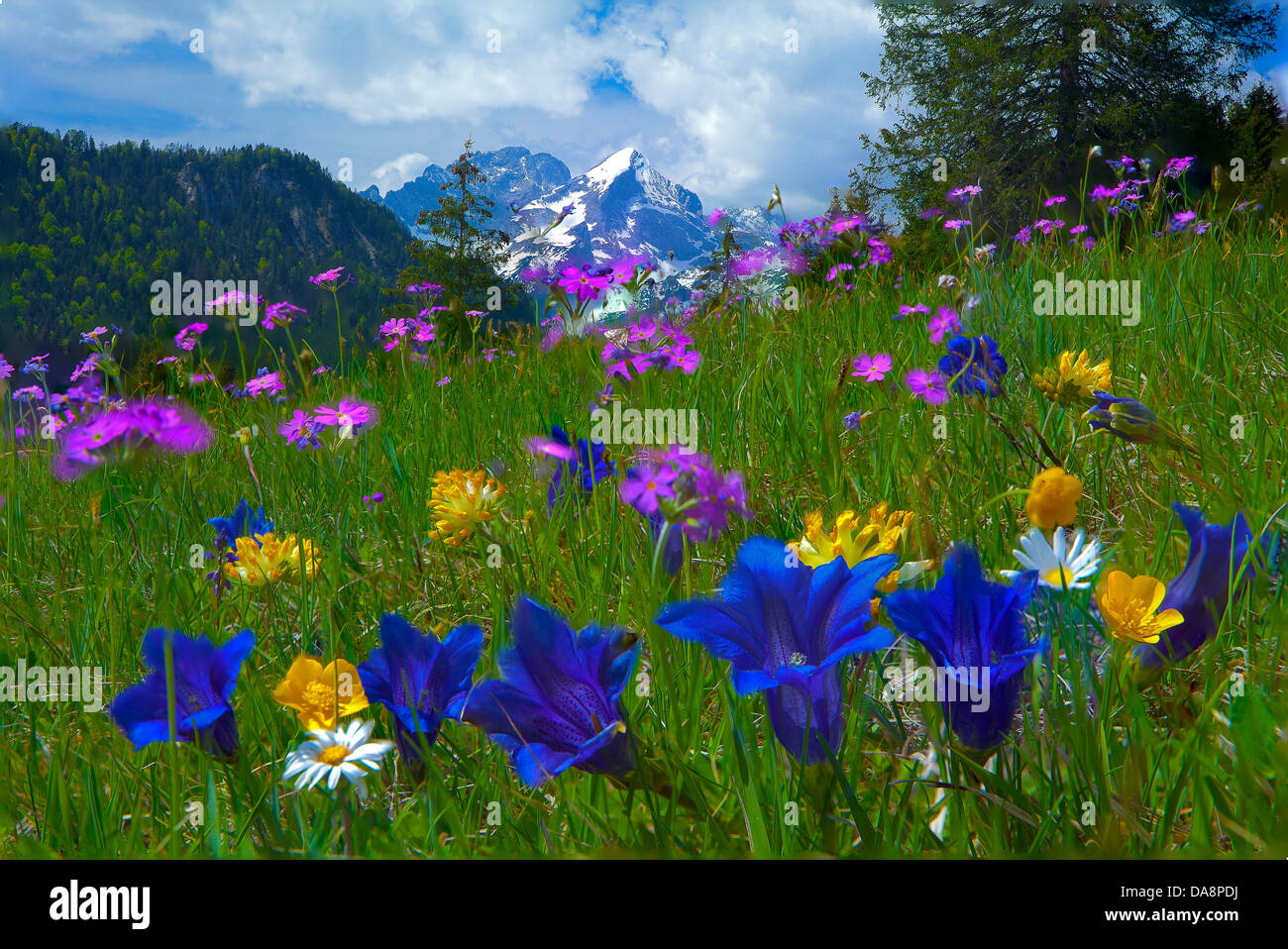 Germany, Bavaria, terres de Werdenfels, pays, Garmisch-Partenkirchen, prairie, fleurs, Alpine, fleurs, fleurs de montagne, de gentiane, Banque D'Images
