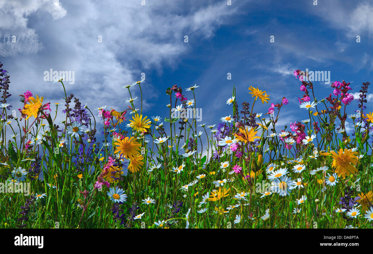 Pré des fleurs, fleurs, Summers, Alpine, fleurs, prairie de fleurs, floraison, nature, marguerites, sauge, campions, herbe, sky, c Banque D'Images
