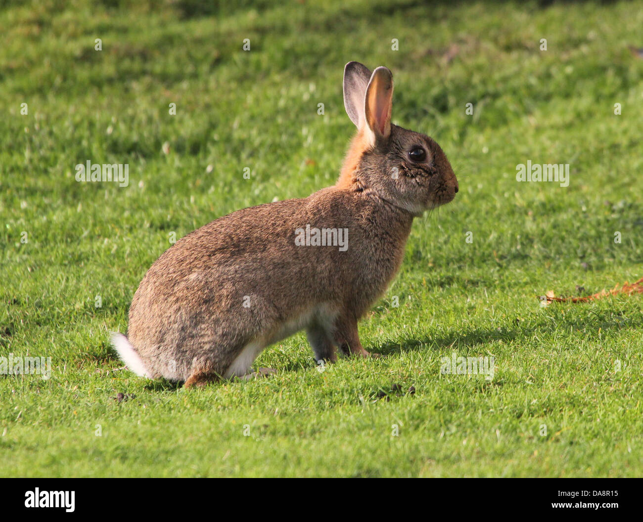 L'alerte de lapin sauvage (Oryctolagus cuniculus) posant dans l'herbe Banque D'Images