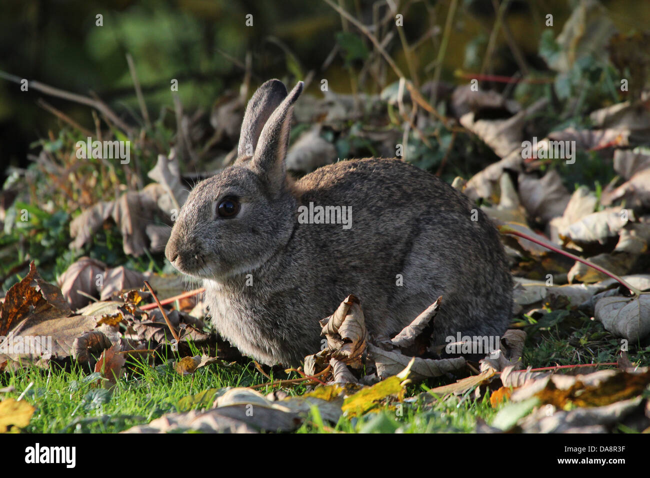 Série de très gros plans détaillés de lapins (Oryctolagus cuniculus) l'alimentation, plus de 60 images en série Banque D'Images