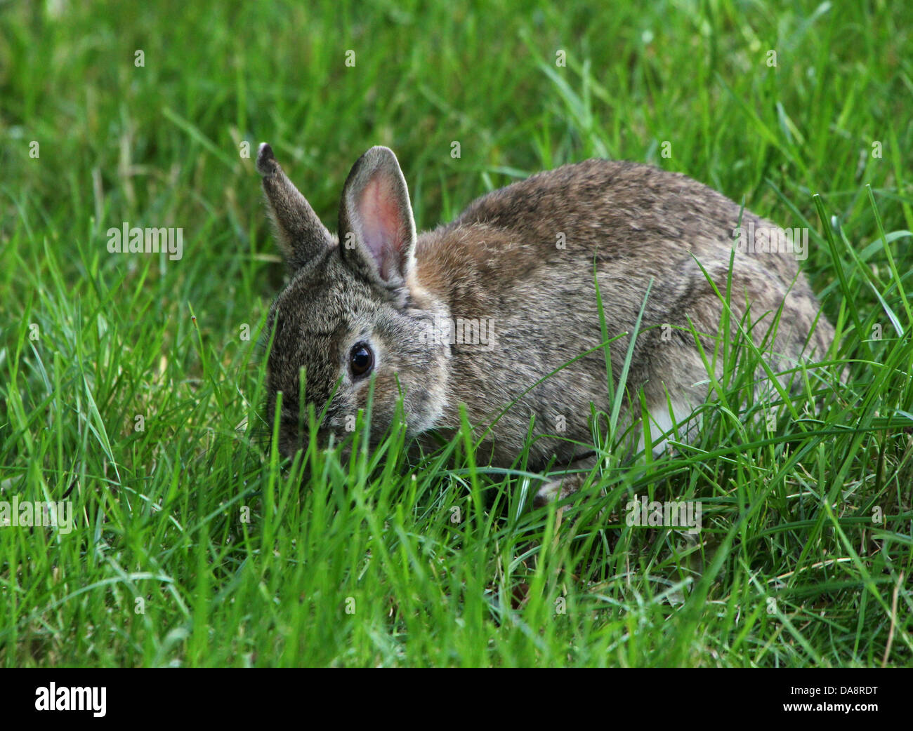 Série de très gros plans détaillés de lapins (Oryctolagus cuniculus) l'alimentation, plus de 60 images en série Banque D'Images