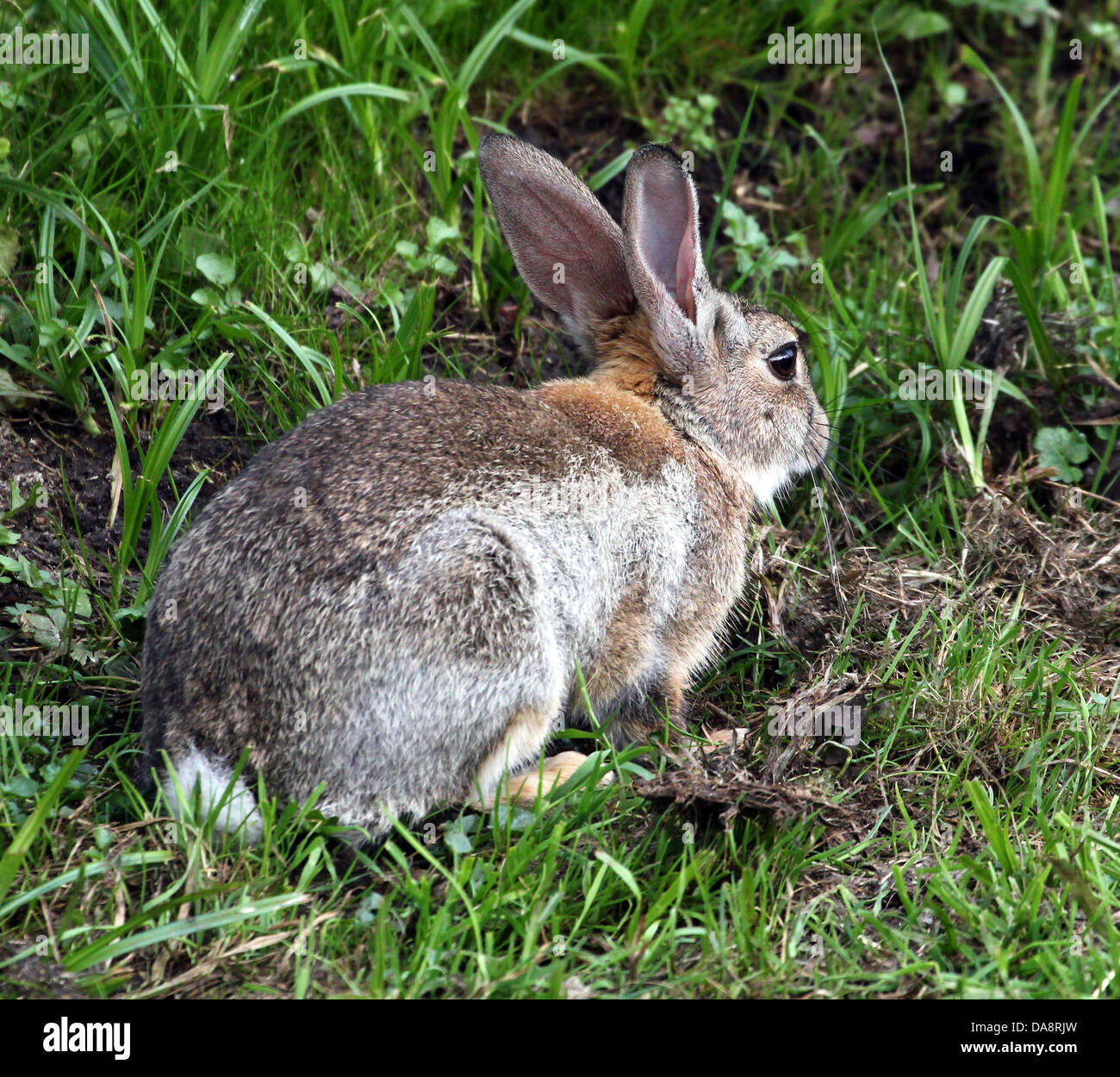Série de très gros plans détaillés de lapins (Oryctolagus cuniculus) l'alimentation, plus de 60 images en série Banque D'Images