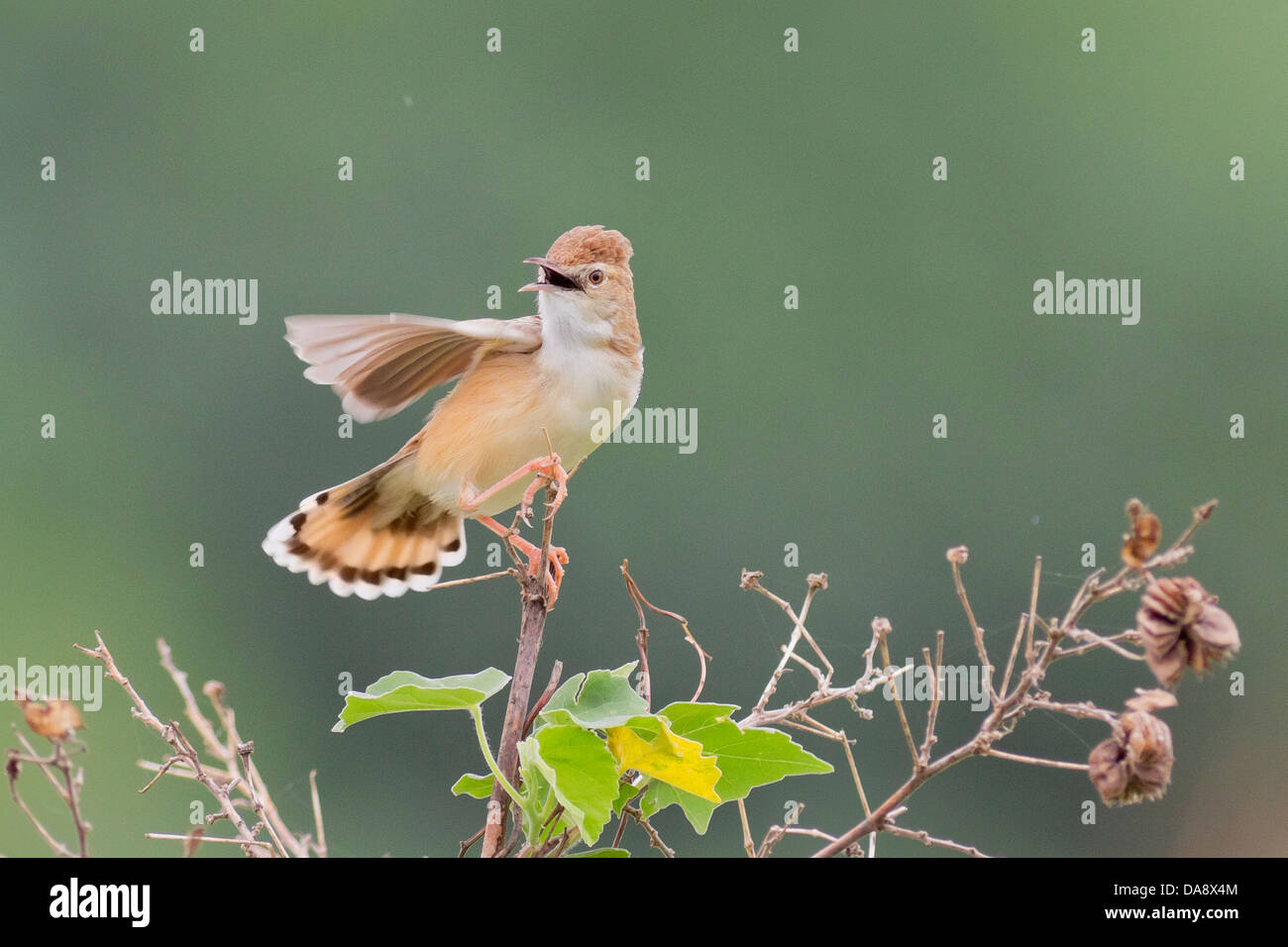 Zitting Cisticole striée ou orangée (Fantail juncidis Cisticole) Banque D'Images
