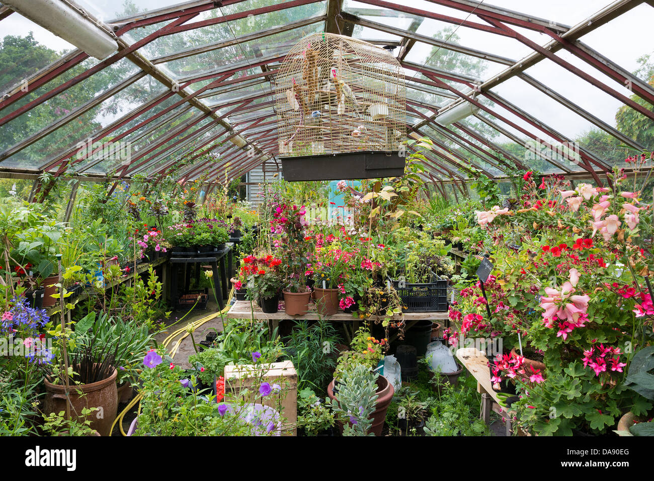 Les émissions d'occupation rempli de grand nombre de plantes en pot en pleine floraison Banque D'Images