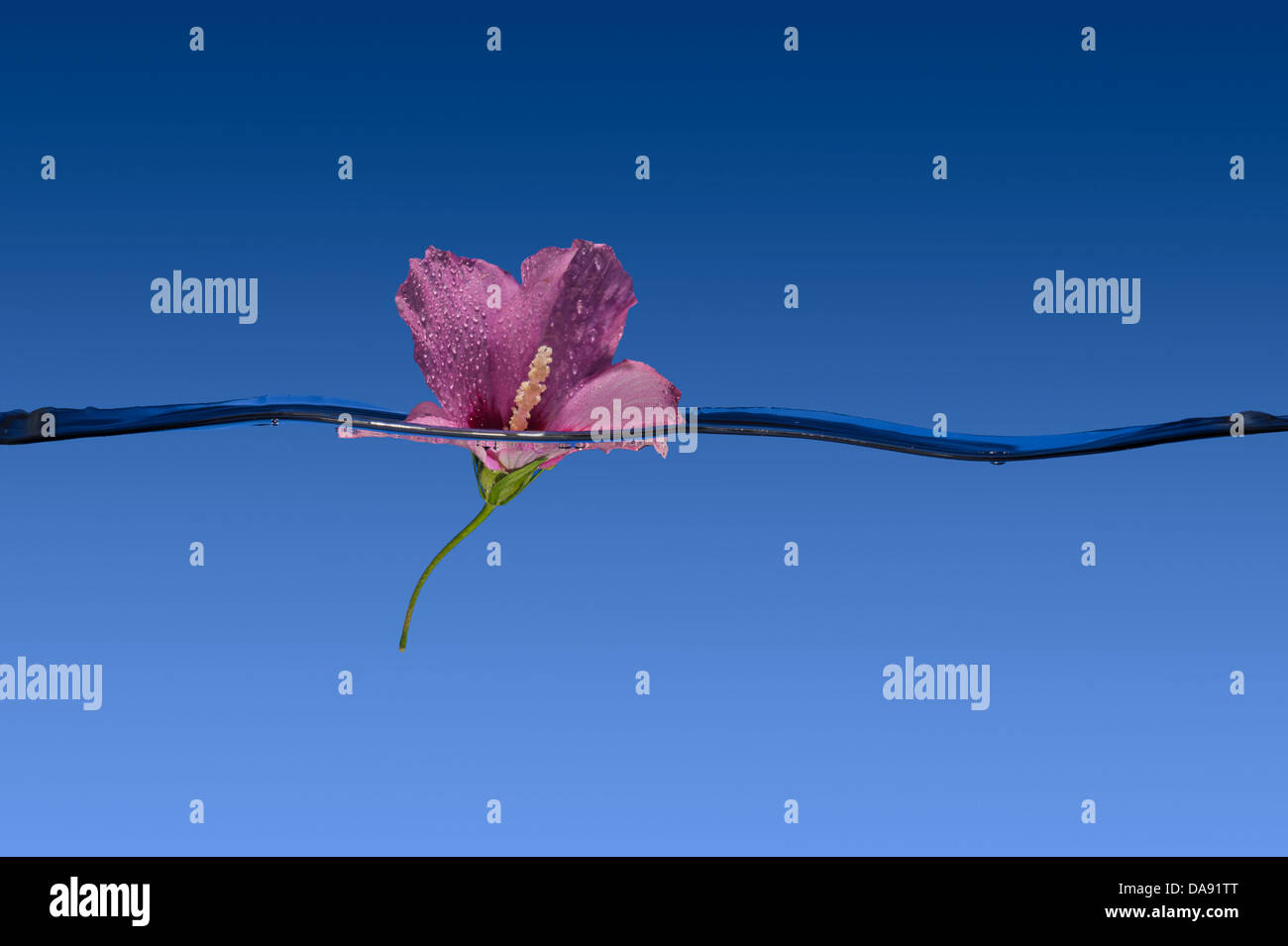 Jolie rose Flower Floating in Water Banque D'Images