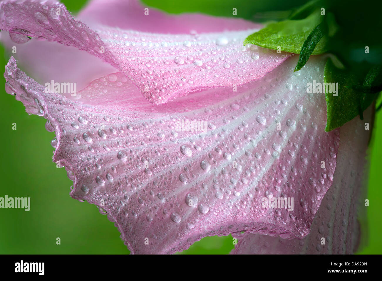 Rose de Sharon avec fleur rosée matinale Banque D'Images