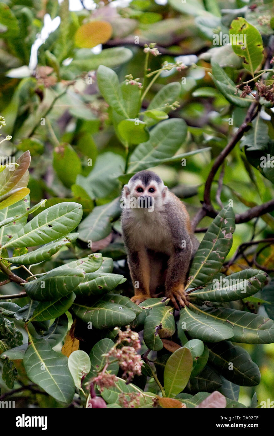 Mono Titi Banque D Image Et Photos Alamy