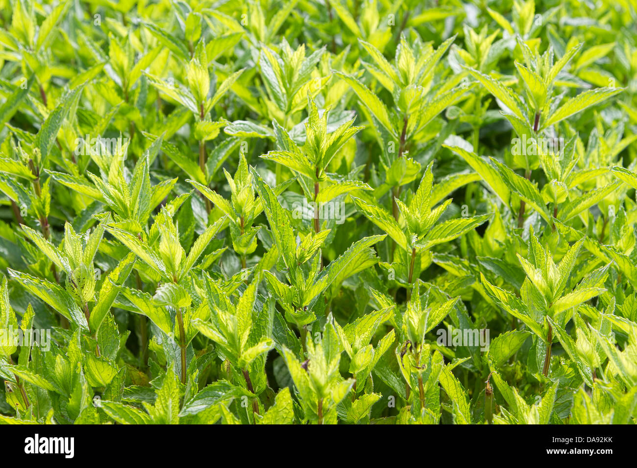 Jardin menthe Banque D'Images