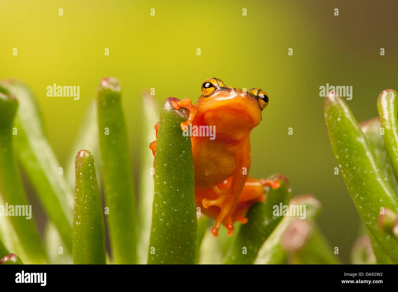 Les carex frog on leaf Banque D'Images