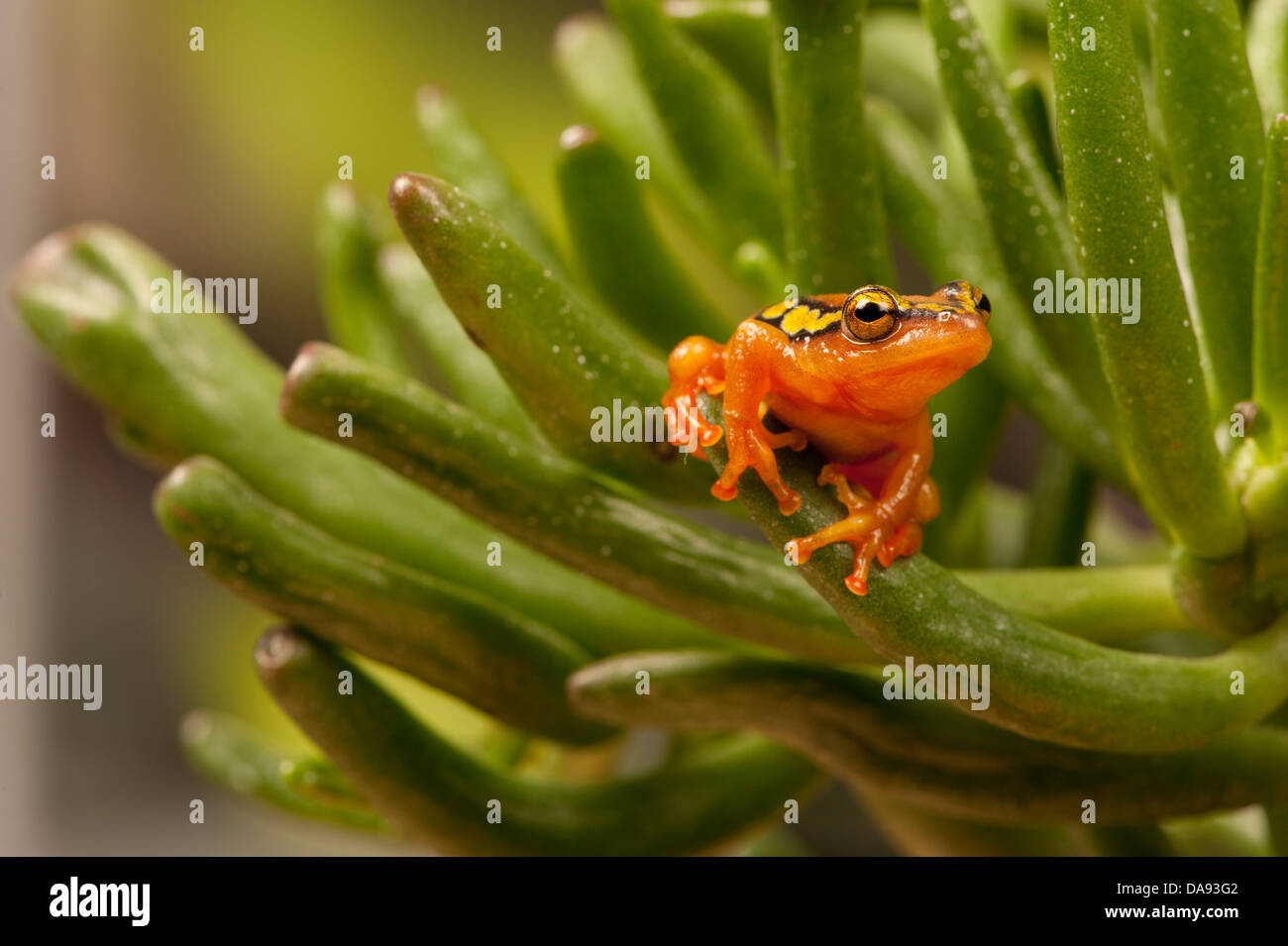 Les carex frog on leaf Banque D'Images