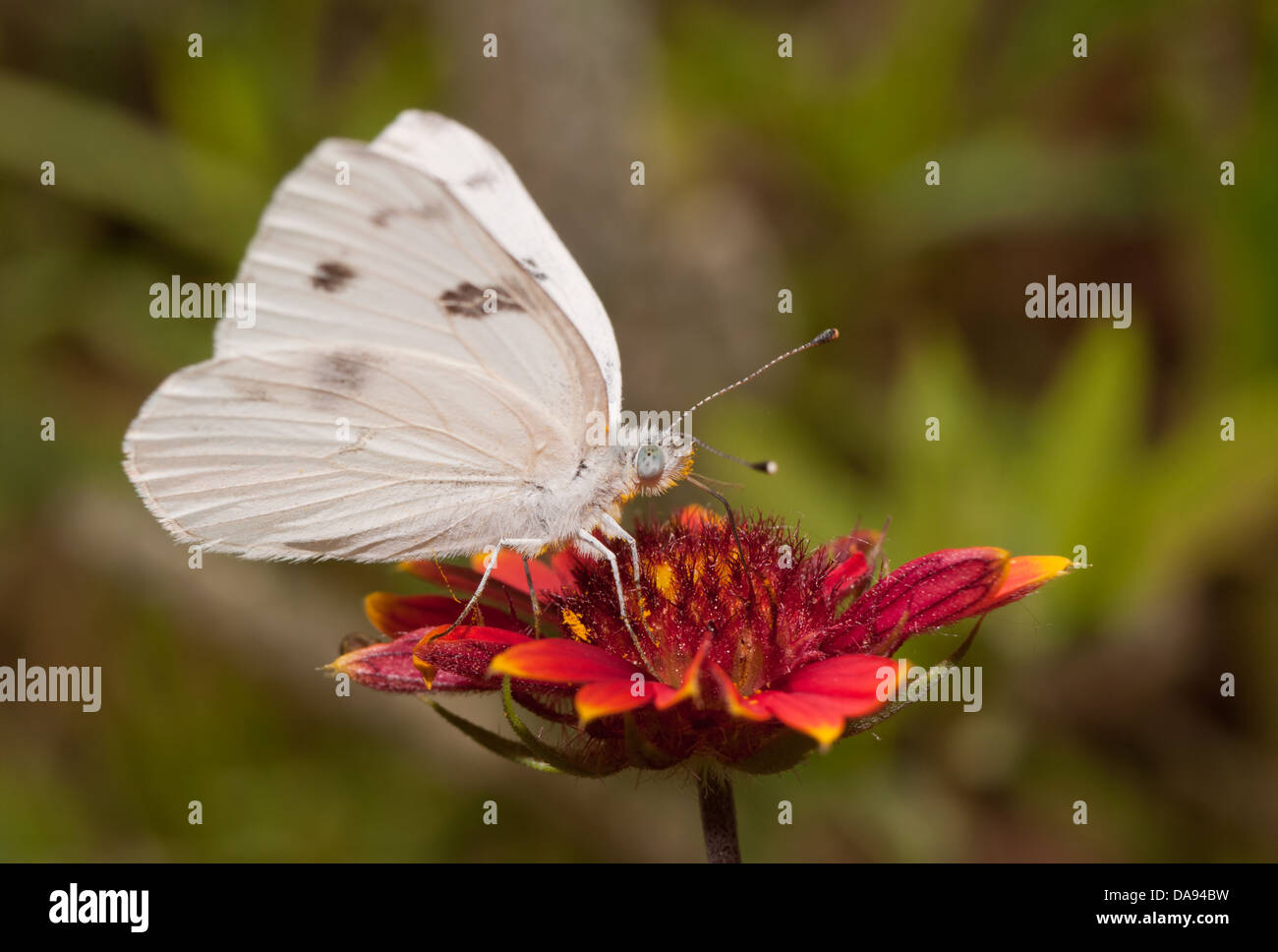 Vue ventrale d'un papillon blanc à carreaux rouge profond se nourrissant de fleur Couverture indienne Banque D'Images