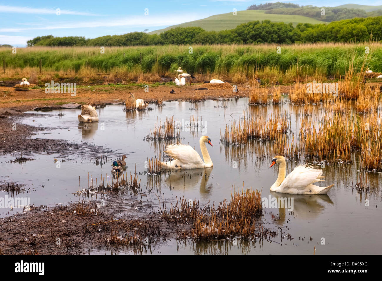 Abbotsbury Swannery, Dorset, Royaume-Uni Banque D'Images
