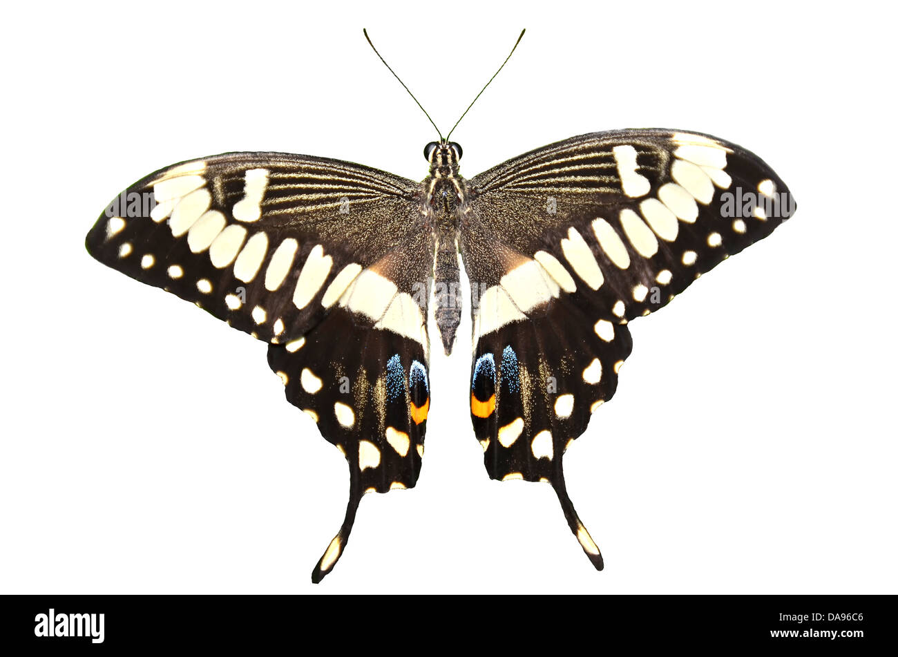 Le mâle porte-queue américaine otherise appelée black, panais, ou l'Est de l'hirondelle, le repos d'étendre les ailes sur une feuille iso. Banque D'Images