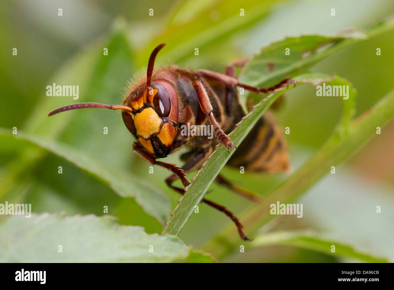 Hornet, Vespa crabro, insectes, l'herbe, des animaux, Banque D'Images