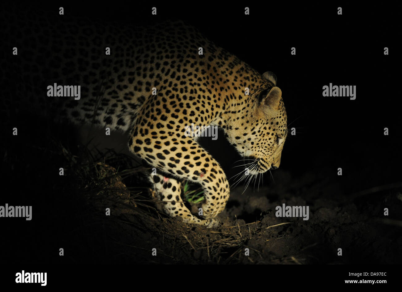 Adult african leopard homme marche dans la savane de nuit Banque D'Images