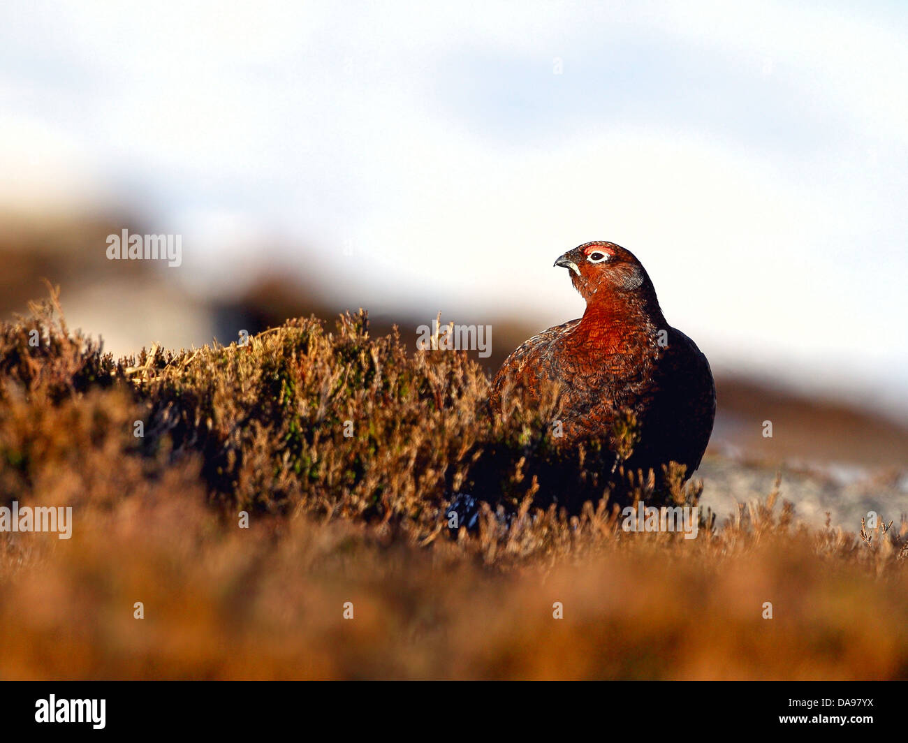 Lagopède des saules sur côté montagne en Ecosse Banque D'Images