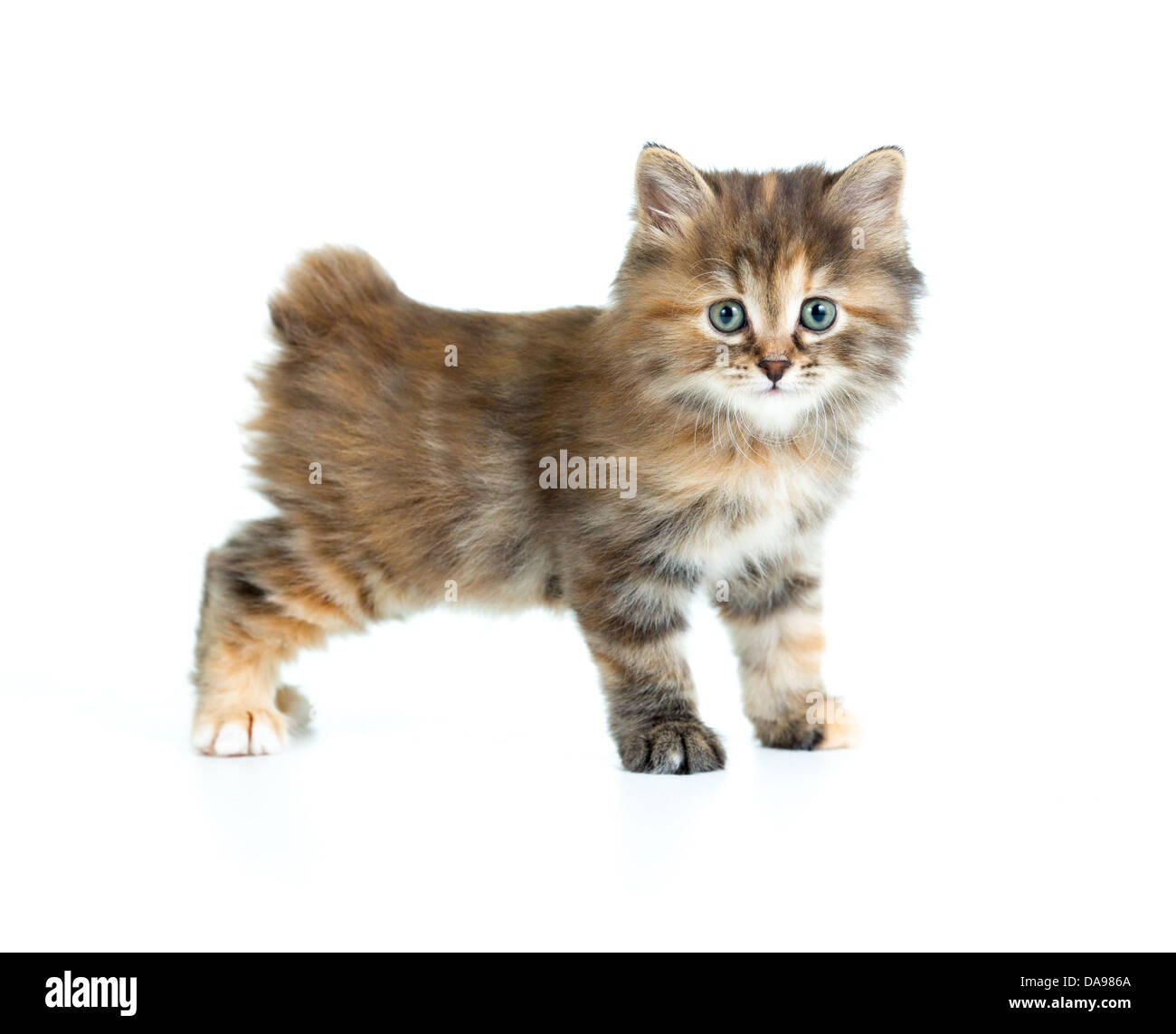 Bobtail Kouriles manteau écaille chaton coloriage à la caméra de direct Banque D'Images