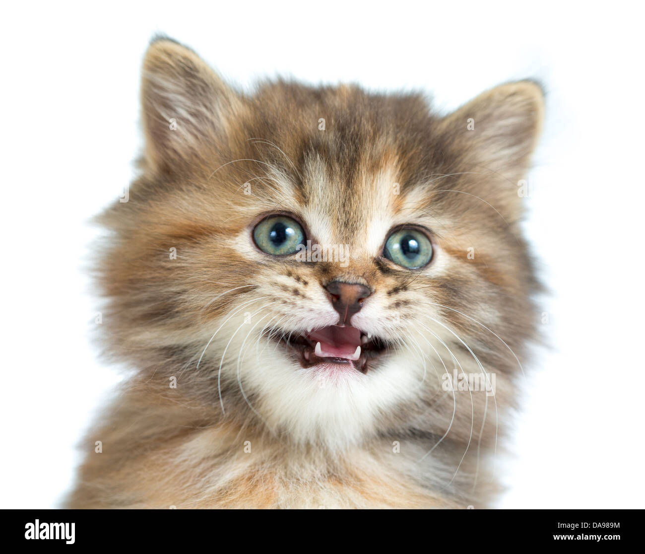 L'écaille chaton closeup portrait Banque D'Images