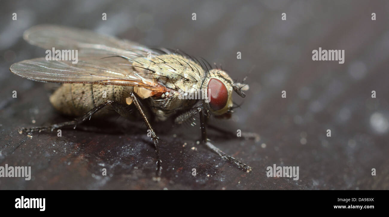Un plan macro de ugly voler avec un arrière-plan sombre. Banque D'Images