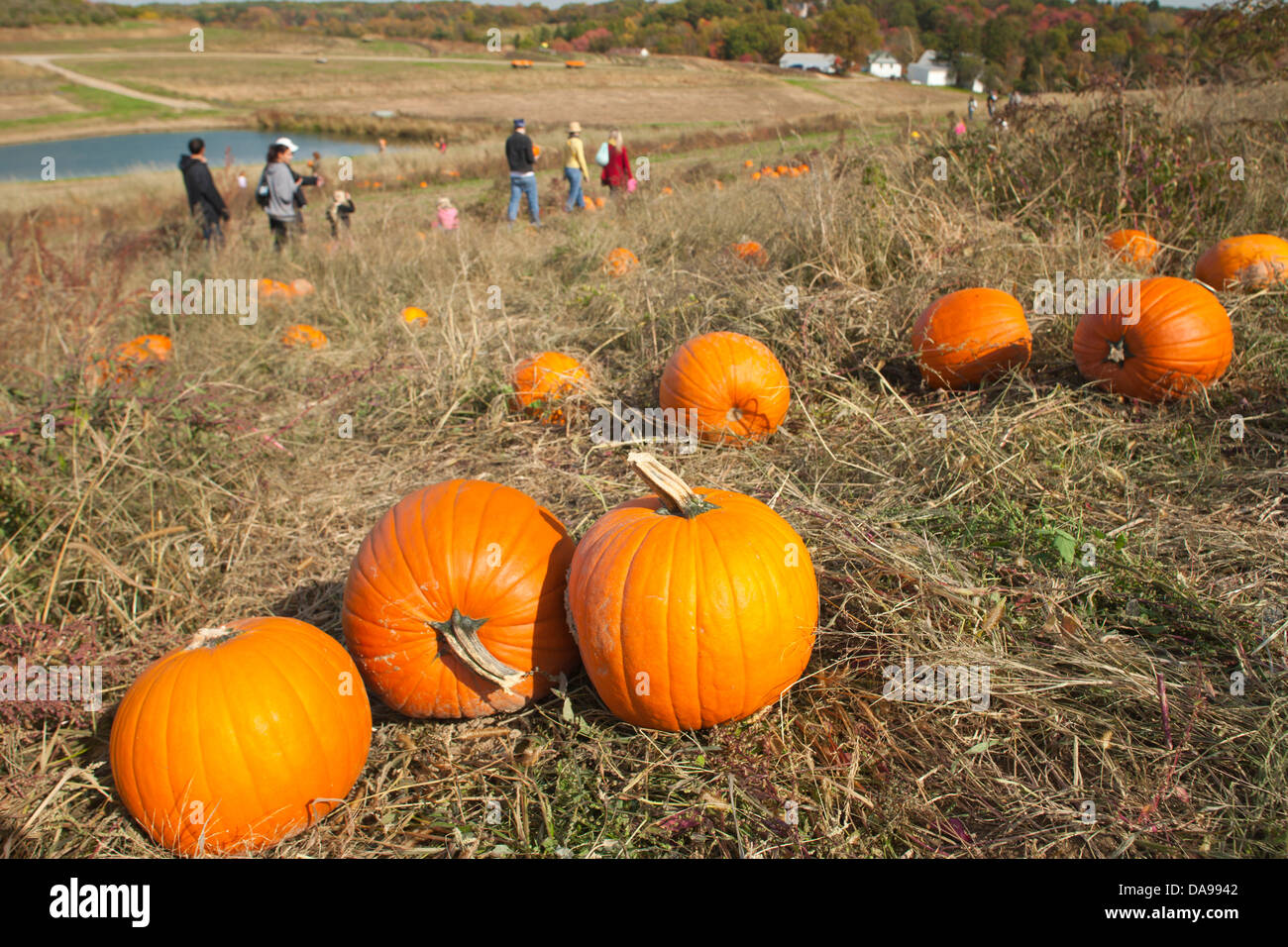 Les gens ramasser les citrouilles dans domaine FERME SHENOT WEXFORD PENNSYLVANIA USA Banque D'Images