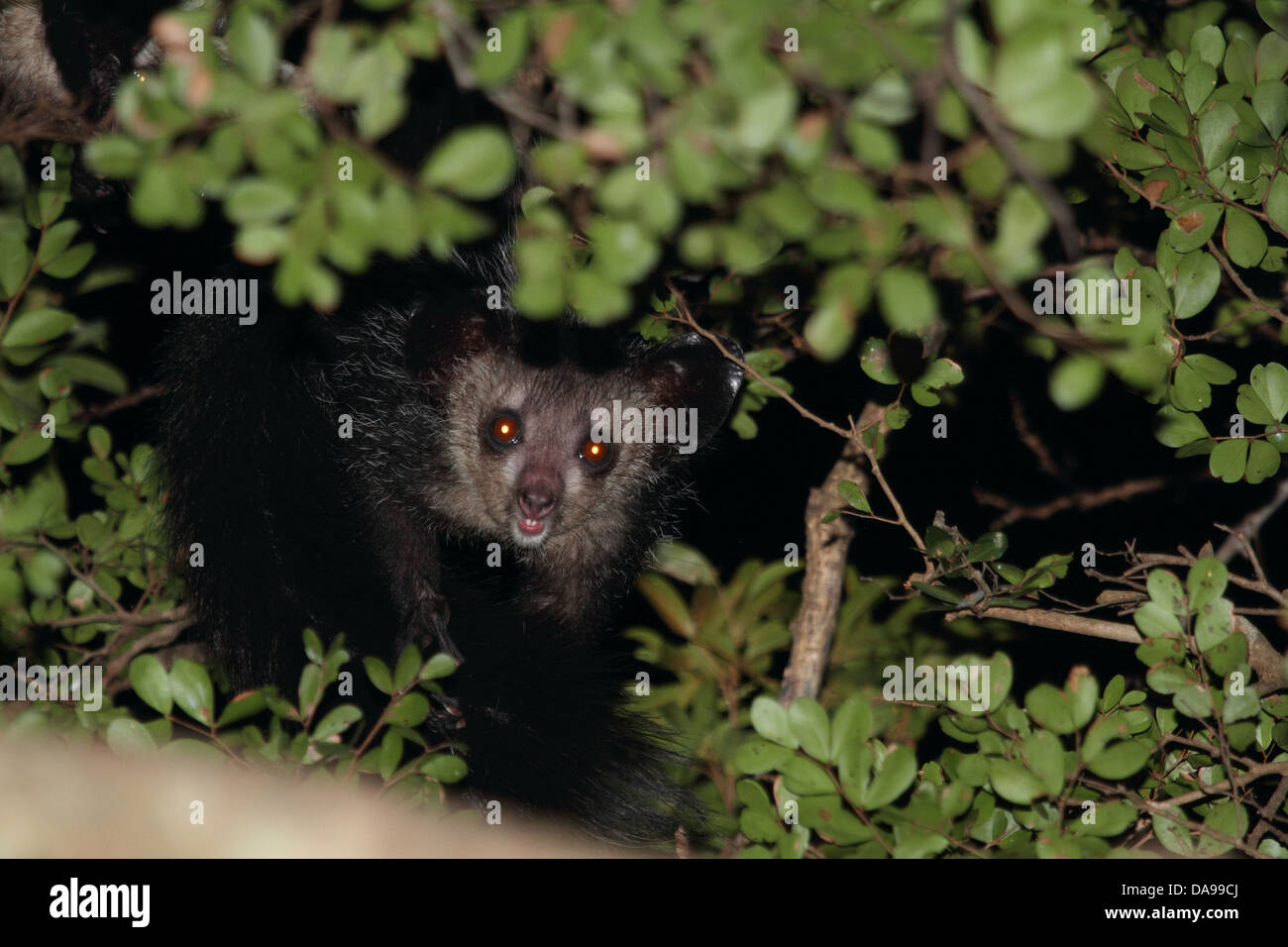 Animal, mammifère, primate, lemur, Aye-aye, endémique, vue avant, Daraina, Forêt, sec, à feuilles caduques, Madagascar, Afrique, île, natur Banque D'Images
