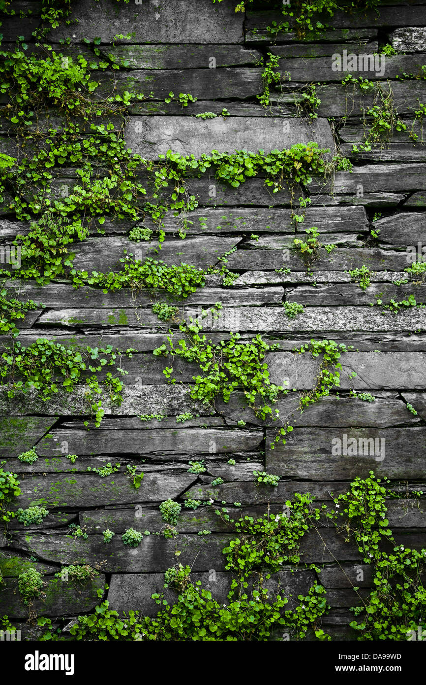 Vieux Mur de pierre avec des feuilles background Banque D'Images