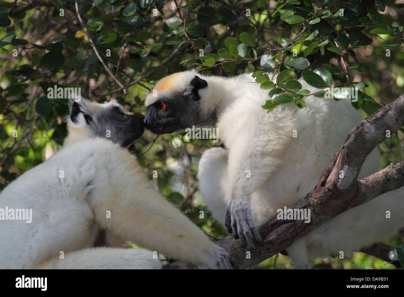 Animaux, animal, primates, les mammifères, les primates, mammifères, lemur, sifaka, le propithèque de Tattersall, sifaka, couronne dorée vue latérale, plus tard Banque D'Images