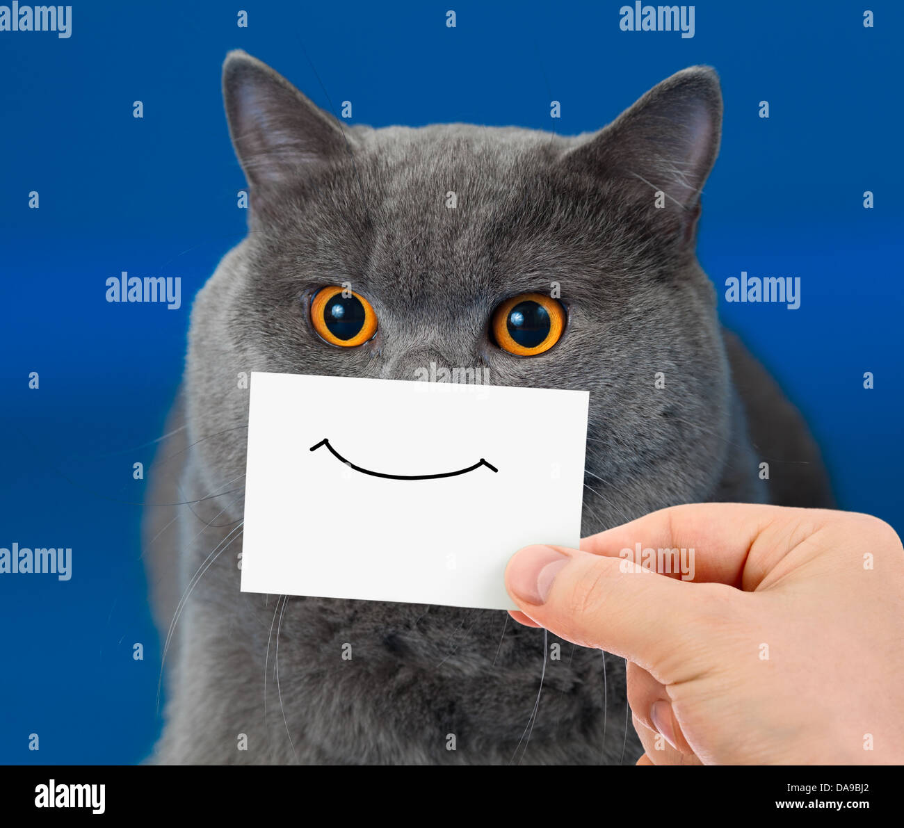 Portrait chat drôle avec Smile sur la carte Banque D'Images
