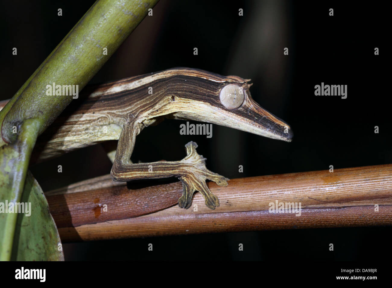 Animal, reptile, bordée-feuille-tail gecko, gecko, gecko à queue de feuille, side view, nocturne, le Marojejy, parc national, endémique, rainfo Banque D'Images