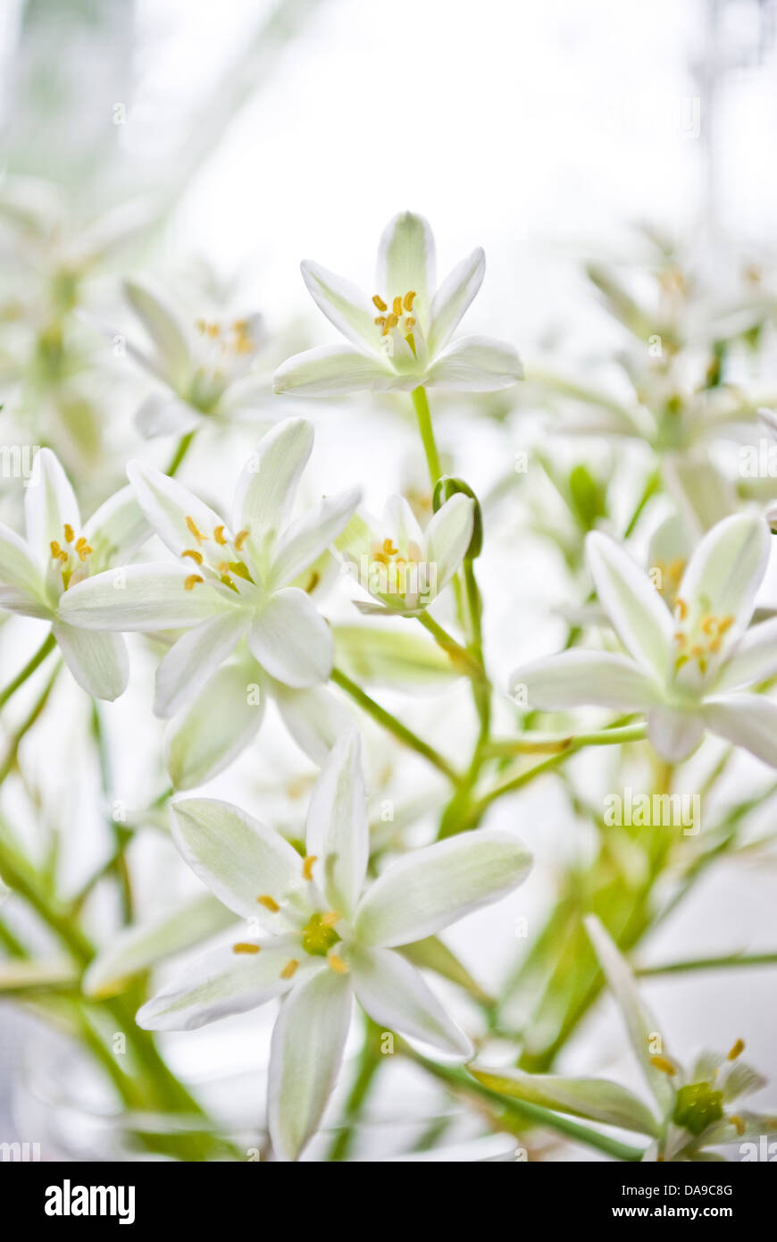 Belles fleurs coupées dans un vase blanc Banque D'Images