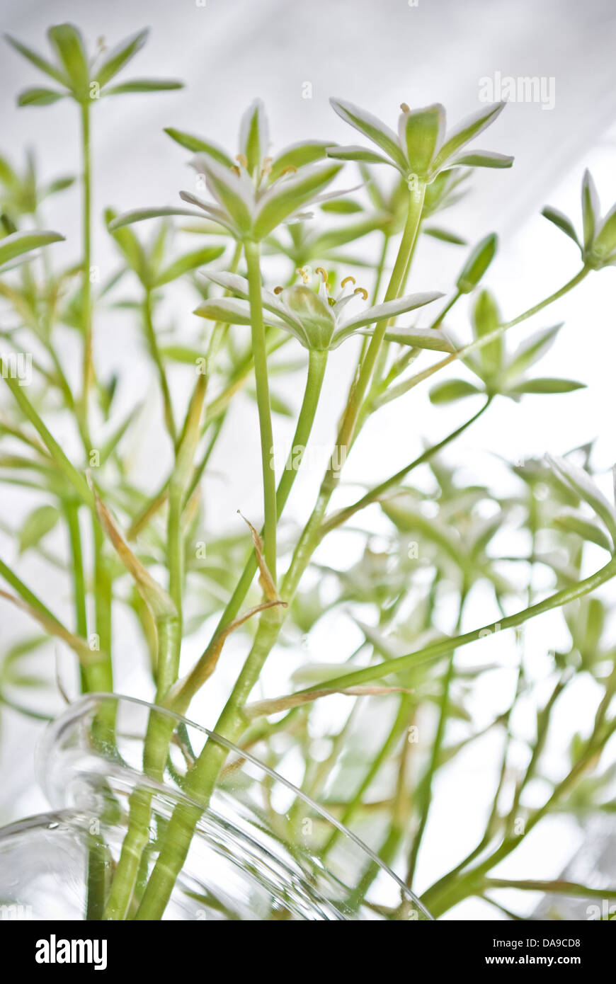 Belles fleurs coupées dans un vase blanc Banque D'Images