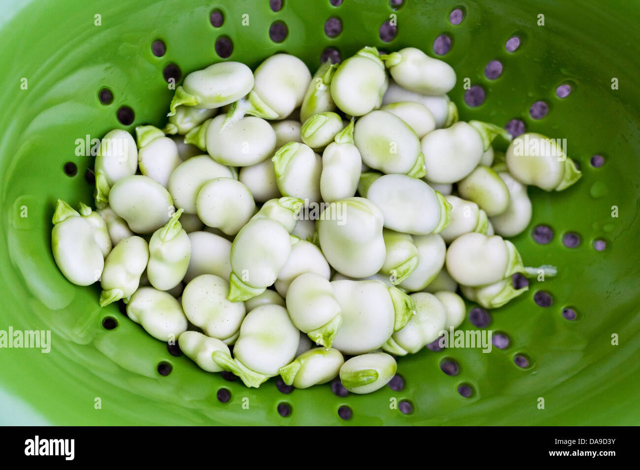 Vicia faba. Des gousses de fèves dans une passoire verte. Banque D'Images