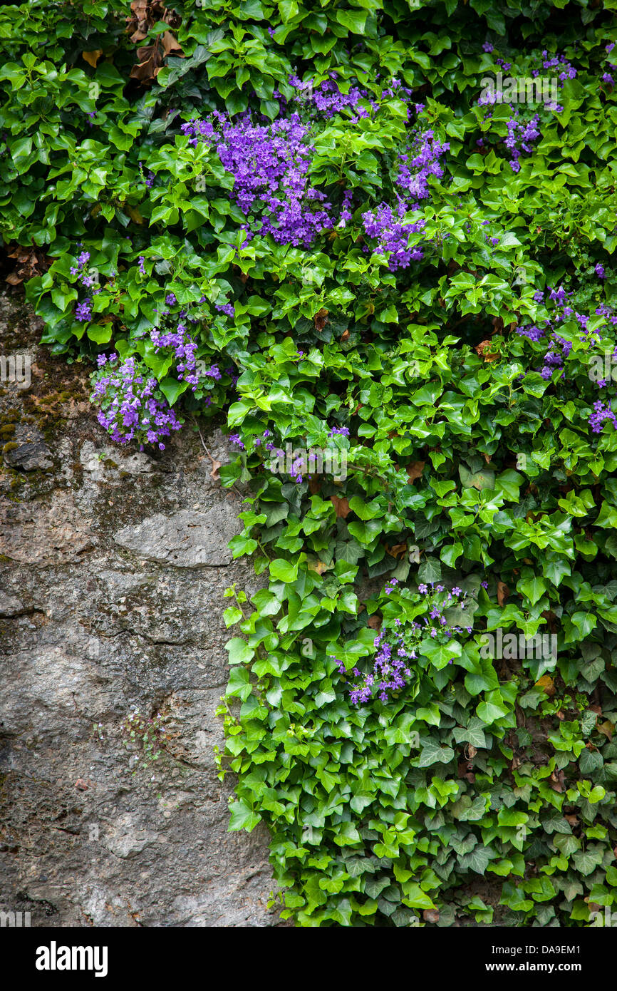 Lierre à fleurs le long d'un mur de pierre à Montmartre, Paris France Banque D'Images