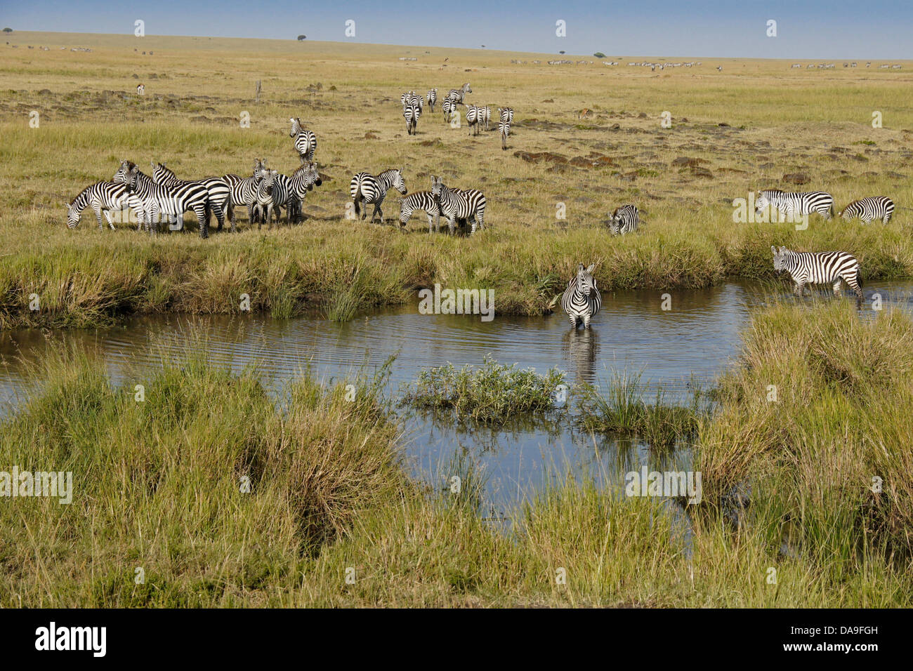 Zèbres de Burchell boire au waterhole, Masai Mara, Kenya Banque D'Images