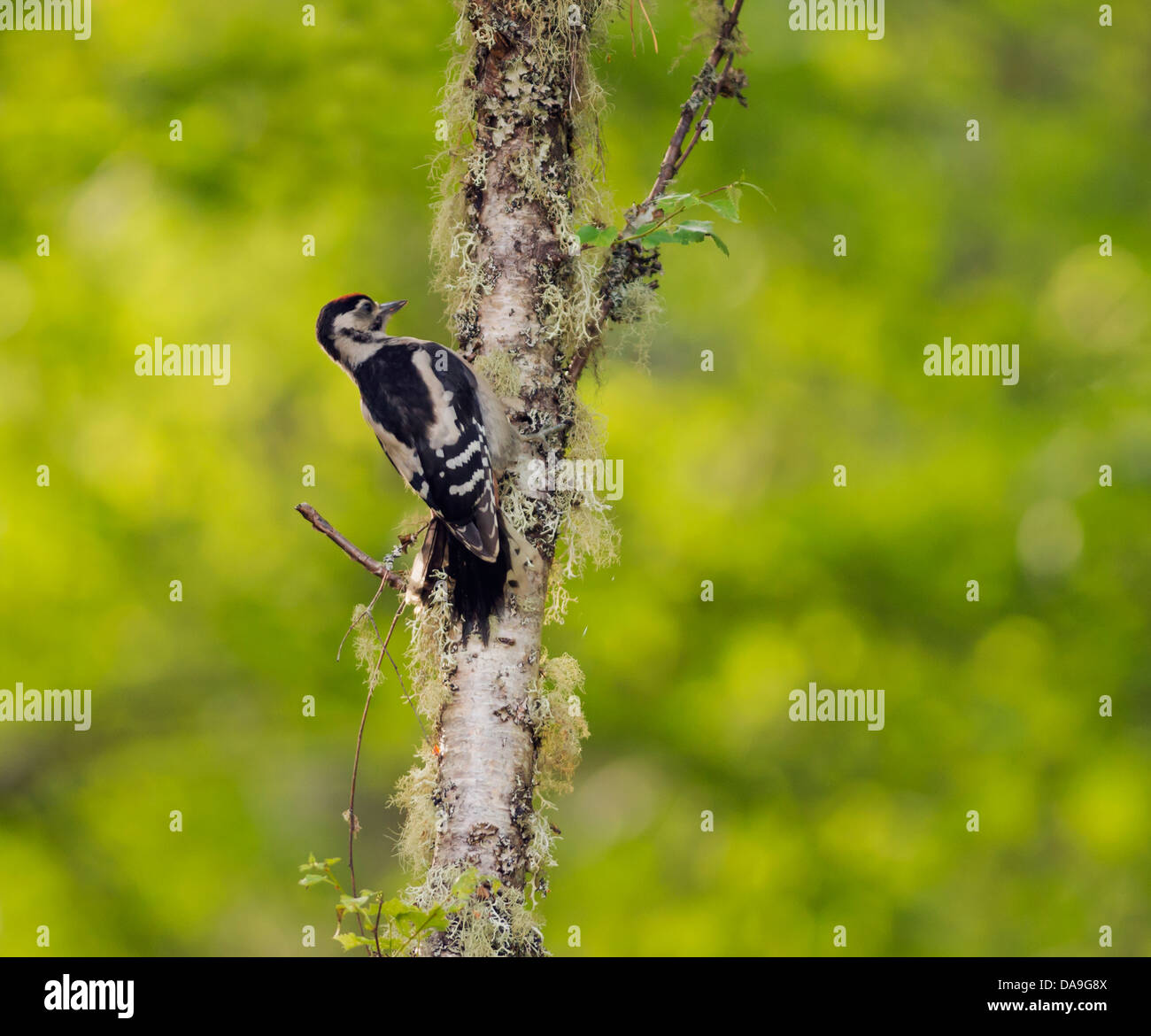 Pic mineur (Dendrocopos major) sur Birch Tree Trunk à la recherche d'insectes Banque D'Images