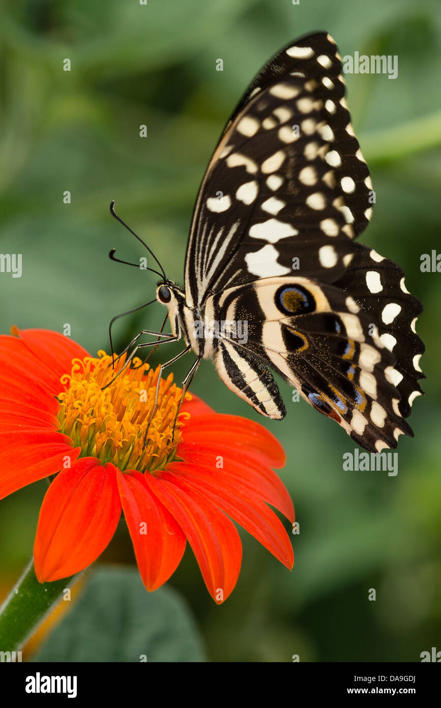 Un Tilleul Swallowtail butterfly Banque D'Images