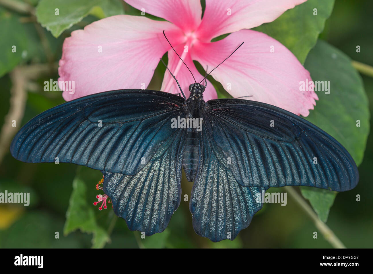 Une asiatique Swallowtail butterfly Banque D'Images