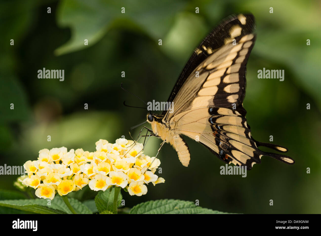 Une alimentation papillon du machaon Thoas Banque D'Images
