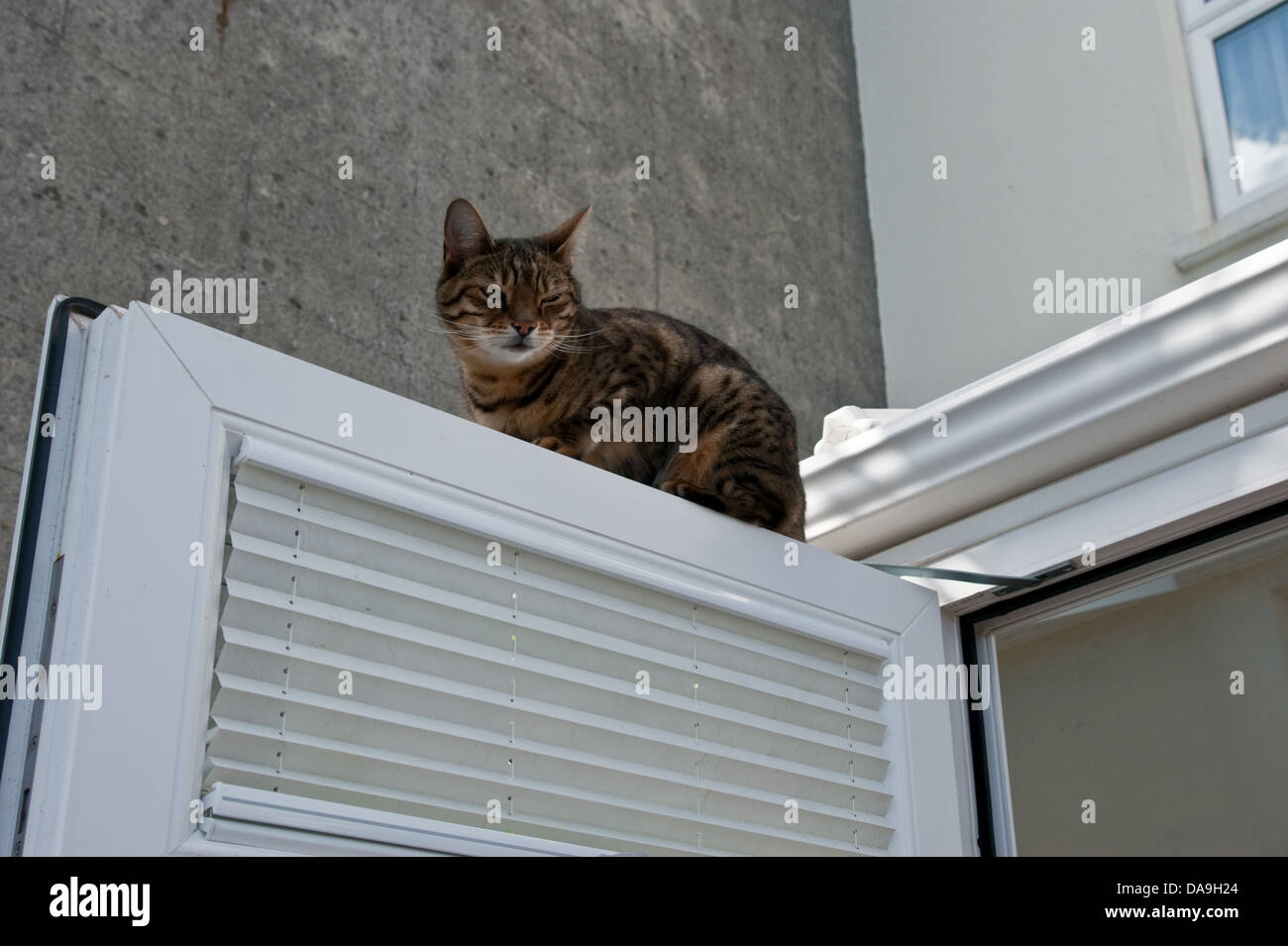 Bengal chat sur le dessus d'une porte ouverte Banque D'Images