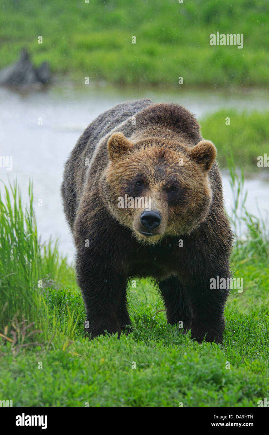 Ours brun, Ursus arctos, Alaska, de la faune, Centre de conservation, l'ours, animal, USA Banque D'Images Ours brun, Ursus arctos, Alaska, de la faune, Centre de conservation, l'ours, animal, USA Banque D'Images