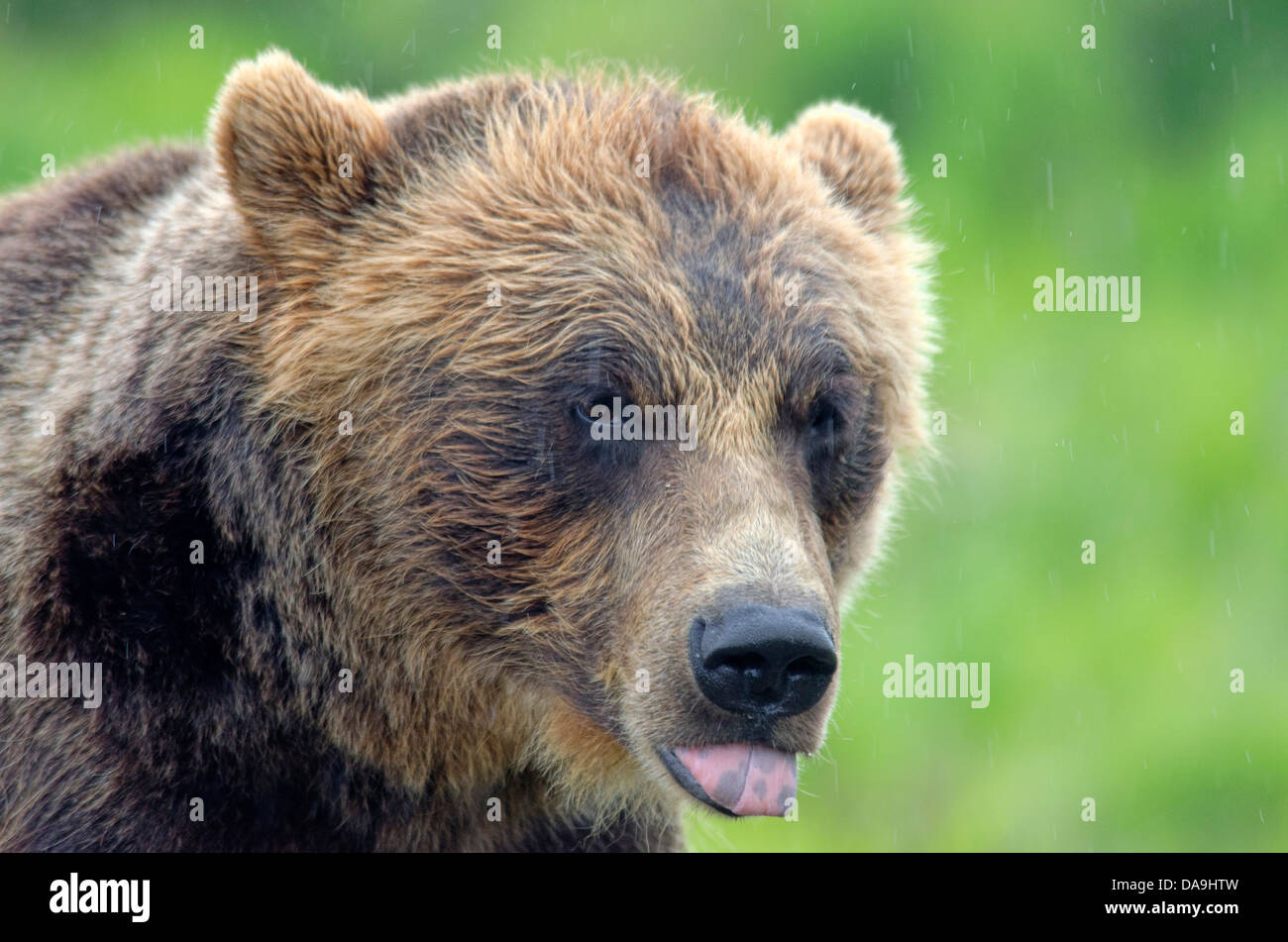Ours brun, Ursus arctos, Alaska, de la faune, Centre de conservation, l'ours, animal, USA Banque D'Images Ours brun, Ursus arctos, Alaska, de la faune, Centre de conservation, l'ours, animal, USA Banque D'Images
