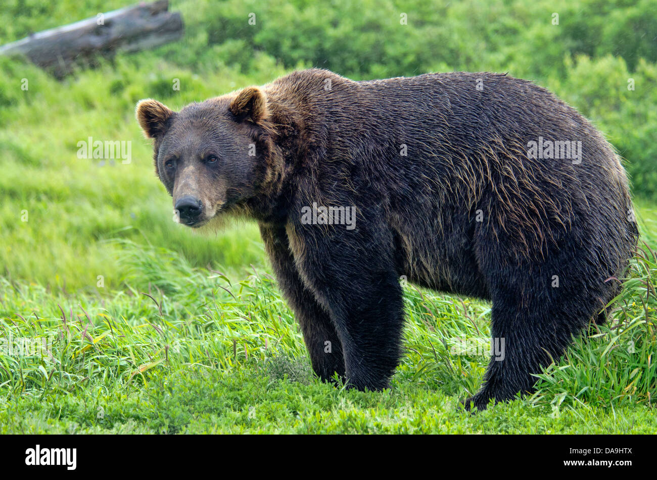 Ours brun, Ursus arctos, Alaska, de la faune, Centre de conservation, l'ours, animal, USA Banque D'Images Ours brun, Ursus arctos, Alaska, de la faune, Centre de conservation, l'ours, animal, USA Banque D'Images