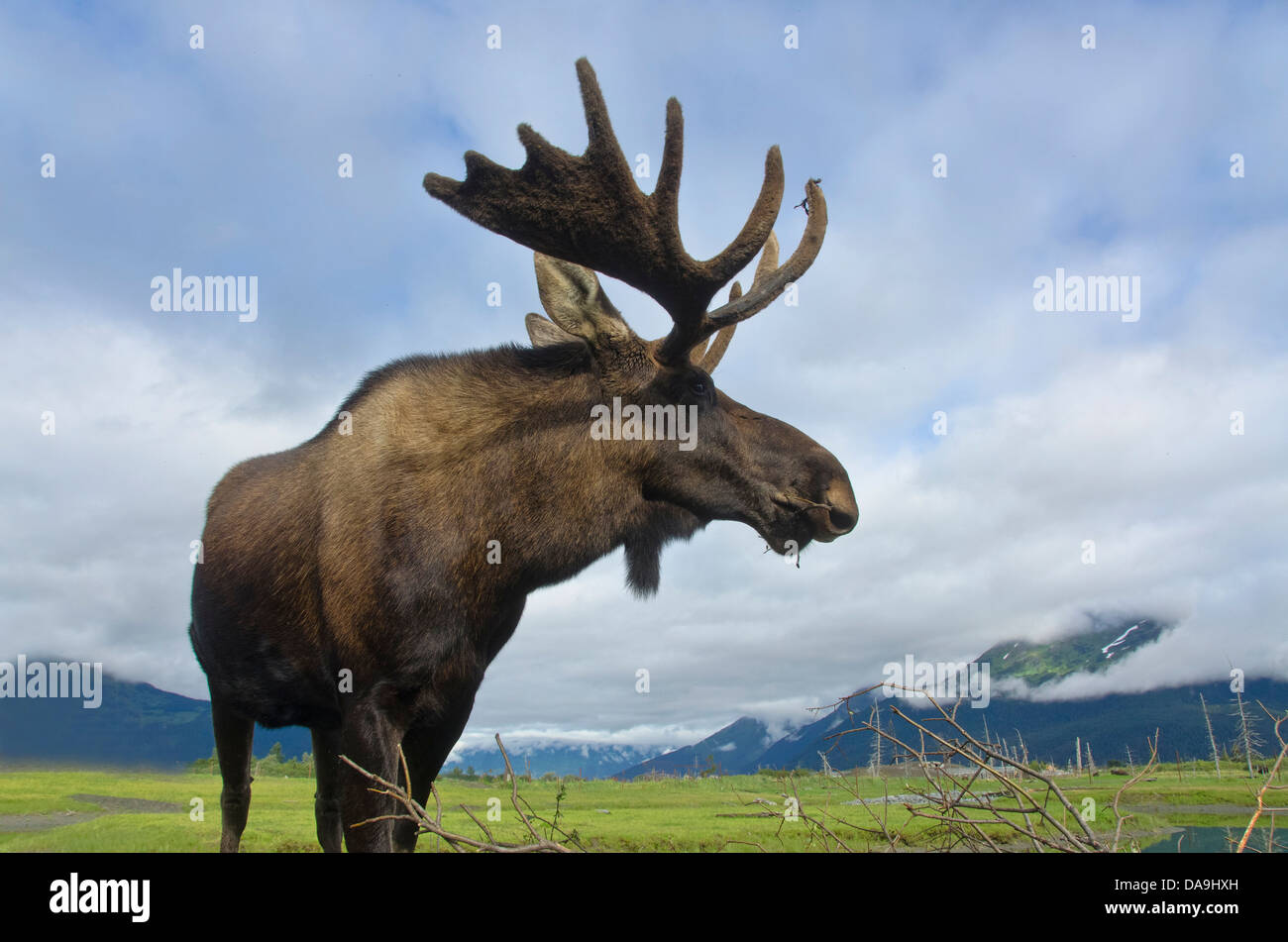 L'orignal, l'alces alces, animale, de l'Alaska, de la faune, Centre de conservation, USA, Banque D'Images L'orignal, l'alces alces, animale, de l'Alaska, de la faune, Centre de conservation, USA, Banque D'Images
