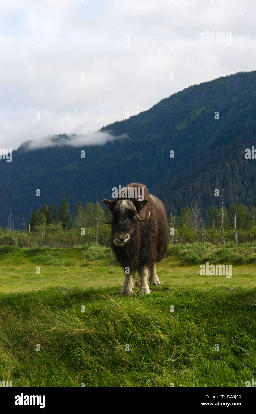 Le bœuf musqué, Ovibos moschatos, animale, de l'Alaska, de la faune, Centre de conservation, USA, Banque D'Images