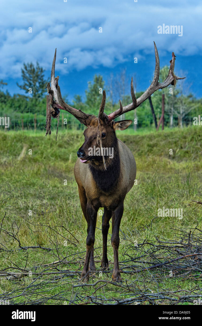 Le wapiti, Cervus elaphus, animale, de l'Alaska, de la faune, Centre de conservation, USA, élans Banque D'Images Le wapiti, Cervus elaphus, animale, de l'Alaska, de la faune, Centre de conservation, USA, élans Banque D'Images