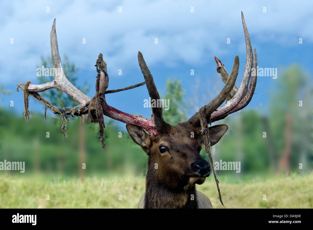 Le wapiti, Cervus elaphus, animale, de l'Alaska, de la faune, Centre de conservation, USA, Banque D'Images Le wapiti, Cervus elaphus, animale, de l'Alaska, de la faune, Centre de conservation, USA, Banque D'Images