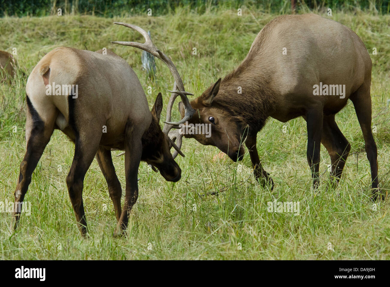 Le wapiti, Cervus elaphus, animale, de l'Alaska, de la faune, Centre de conservation, USA, lutte Banque D'Images Le wapiti, Cervus elaphus, animale, de l'Alaska, de la faune, Centre de conservation, USA, lutte Banque D'Images